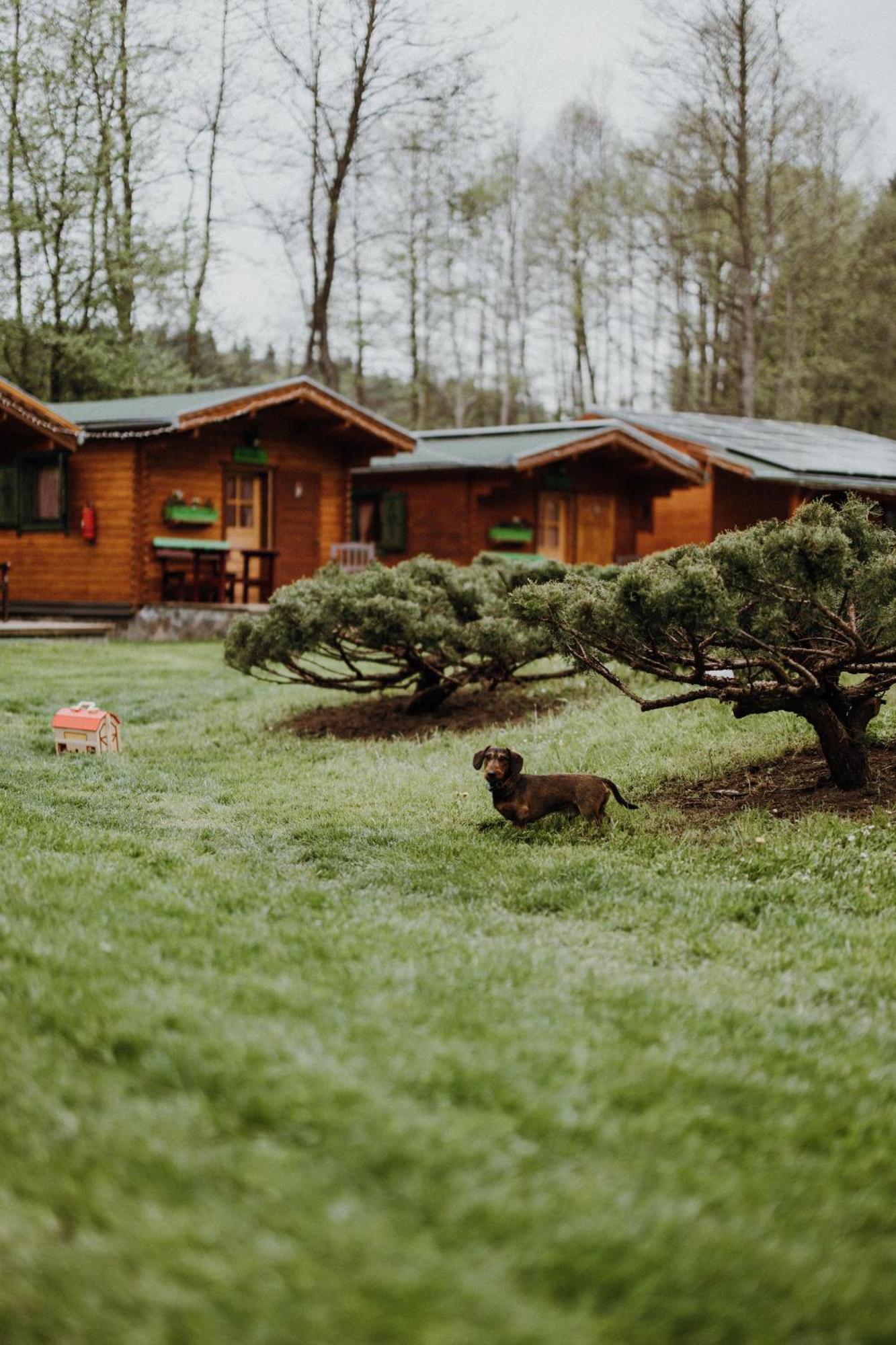 Vidra Park Hotel Sicasau Bagian luar foto